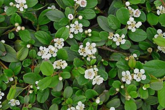 Cotoneaster dammeri