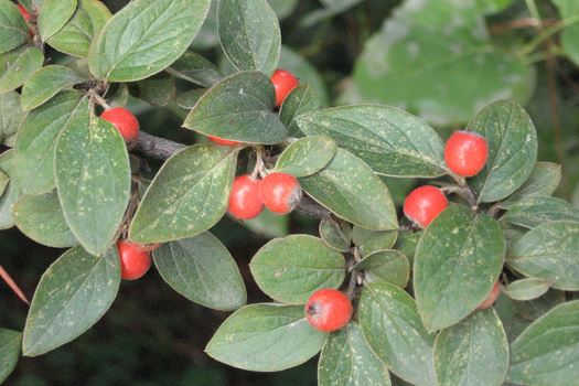 Cotoneaster franchetii