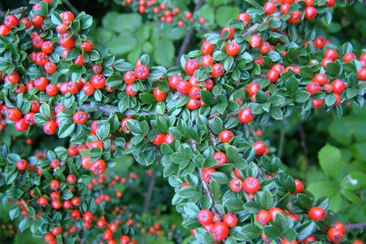 Cotoneaster horizontalis