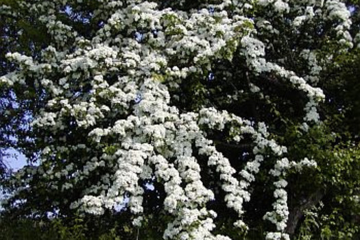 Crataegus monogyna