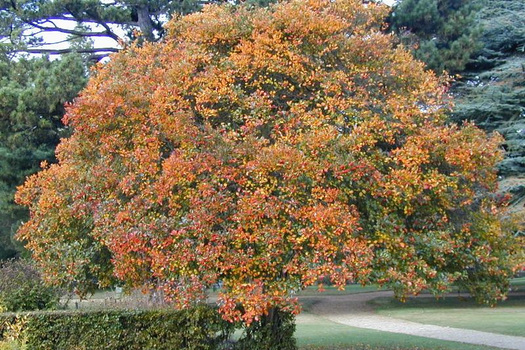 Crataegus persimilis 'Prunifolia'