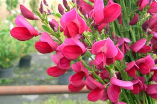 Cytisus 'Boskoop Ruby'