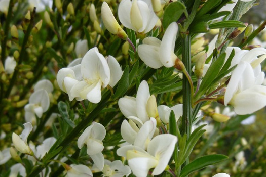 Cytisus praecox 'Albus'