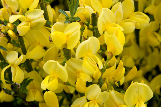 Cytisus praecox 'Allgold'