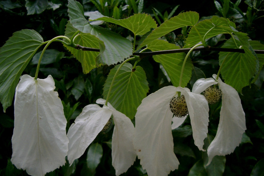 Davidia involucrata