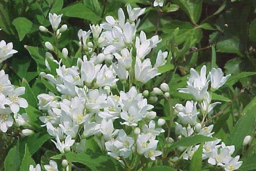 Deutzia gracilis