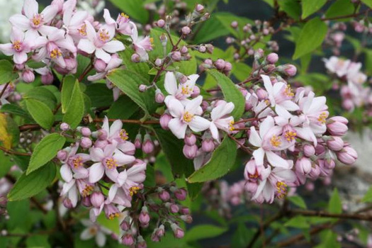 Deutzia hybrida 'Mont Rose'