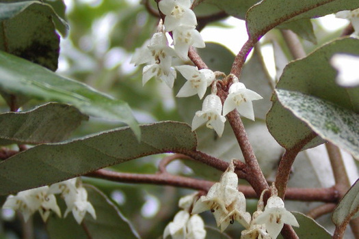 Elaeagnus ebbingei