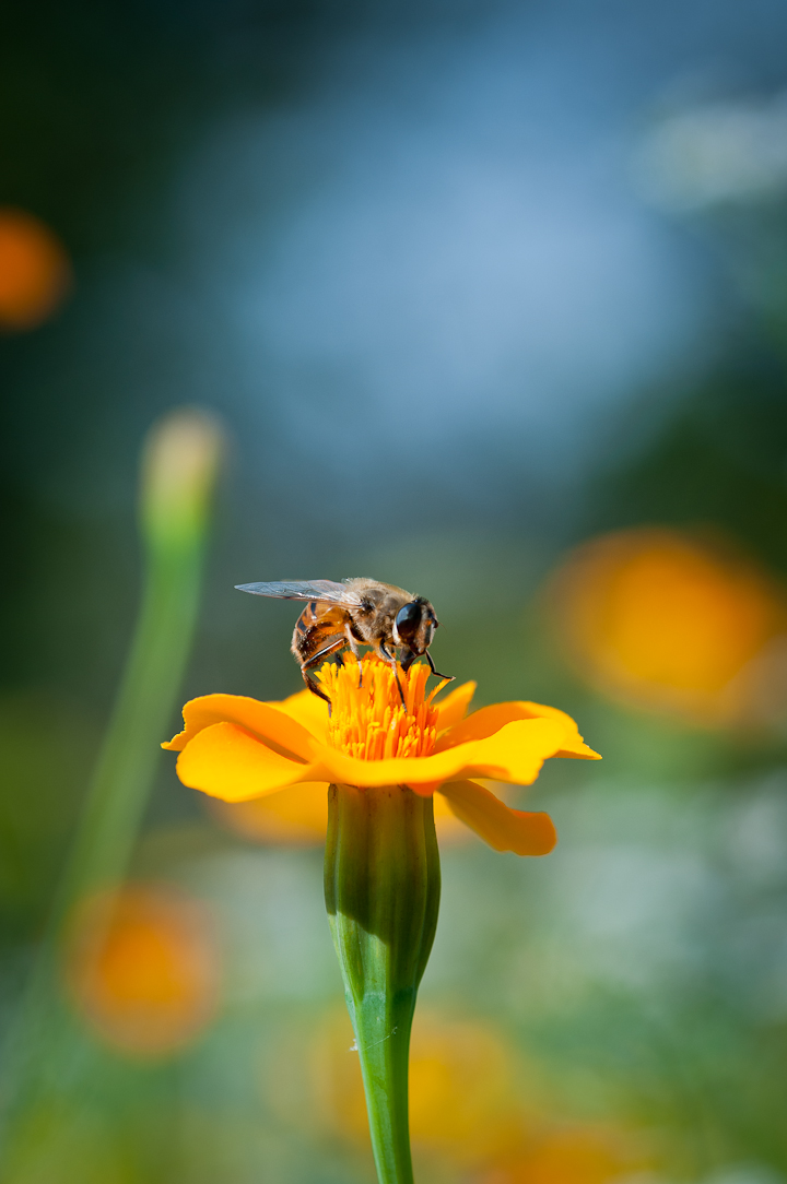 Plantbescherming